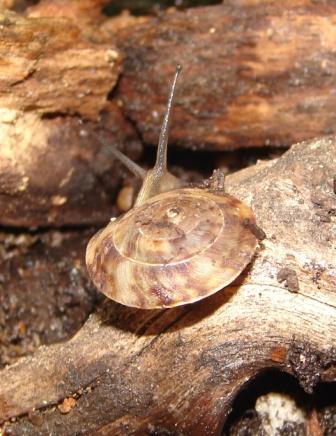 Helicigona lapicida (Linnaeus, 1758)